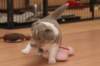 b04honey32daysold_small.jpg