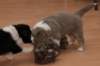 b05honey32daysold_small.jpg