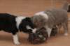 b06honey32daysold_small.jpg