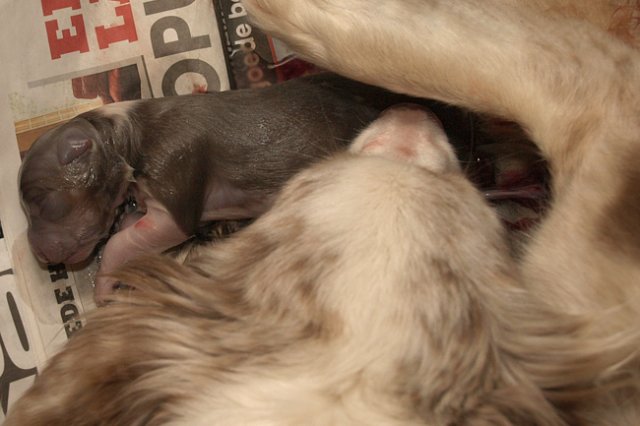 birthoflizzsambucaspups290310.jpg