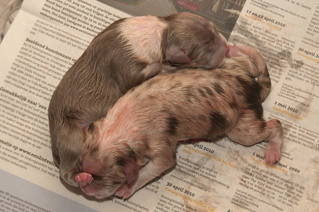 birthoflizzsambucaspups29031010.jpg