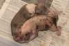 birthoflizzsambucaspups29031010_small.jpg
