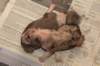 birthoflizzsambucaspups29031011_small.jpg
