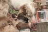 birthoflizzsambucaspups29031012_small.jpg