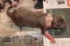 birthoflizzsambucaspups29031013_small.jpg