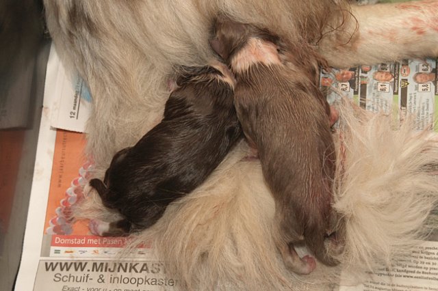 birthoflizzsambucaspups29031014.jpg
