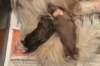 birthoflizzsambucaspups29031014_small.jpg