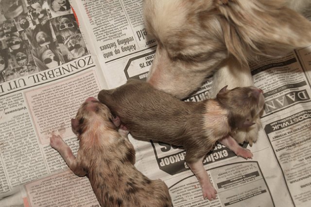 birthoflizzsambucaspups29031015.jpg