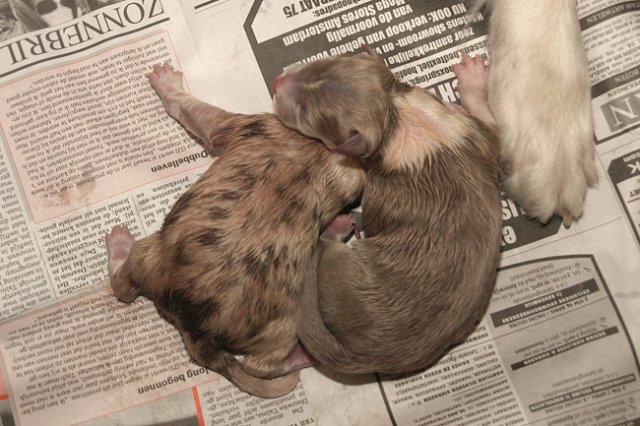 birthoflizzsambucaspups29031016.jpg