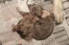 birthoflizzsambucaspups29031016_small.jpg