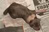 birthoflizzsambucaspups29031017_small.jpg