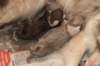 birthoflizzsambucaspups29031018_small.jpg