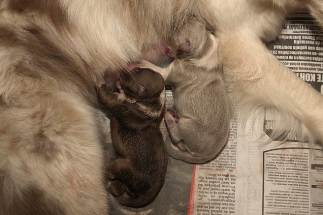birthoflizzsambucaspups29031019.jpg