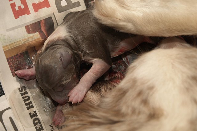 birthoflizzsambucaspups2903102.jpg