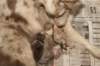 birthoflizzsambucaspups29031020_small.jpg