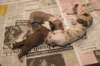 birthoflizzsambucaspups29031021_small.jpg