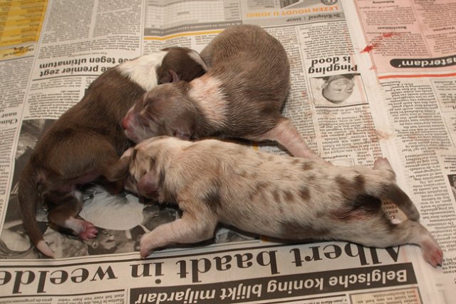birthoflizzsambucaspups29031022.jpg