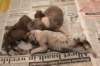 birthoflizzsambucaspups29031022_small.jpg