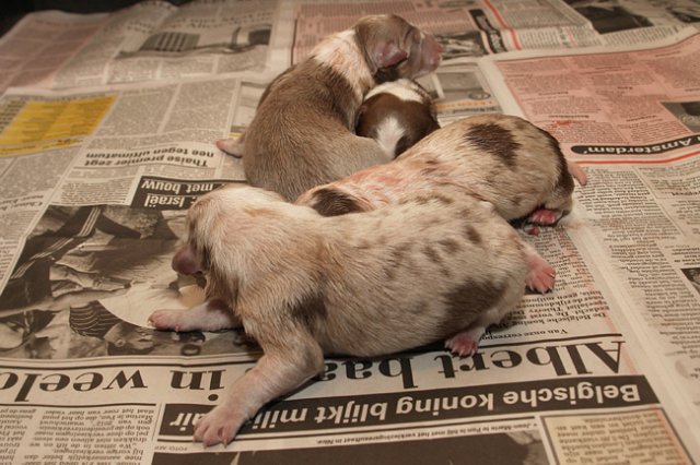 birthoflizzsambucaspups29031023.jpg