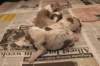 birthoflizzsambucaspups29031023_small.jpg