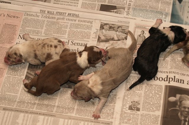 birthoflizzsambucaspups29031024.jpg