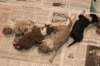 birthoflizzsambucaspups29031024_small.jpg