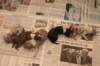 birthoflizzsambucaspups29031025_small.jpg