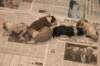 birthoflizzsambucaspups29031026_small.jpg