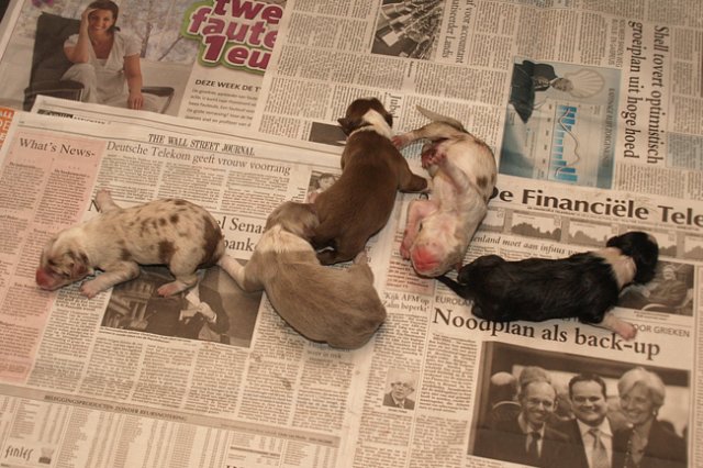 birthoflizzsambucaspups29031027.jpg
