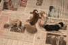 birthoflizzsambucaspups29031027_small.jpg