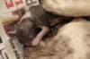 birthoflizzsambucaspups2903102_small.jpg