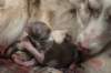 birthoflizzsambucaspups2903103_small.jpg