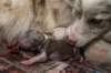 birthoflizzsambucaspups2903104_small.jpg