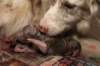 birthoflizzsambucaspups2903105_small.jpg