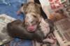 birthoflizzsambucaspups2903106_small.jpg