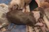 birthoflizzsambucaspups2903107_small.jpg