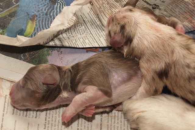 birthoflizzsambucaspups2903108.jpg