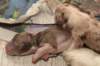birthoflizzsambucaspups2903108_small.jpg