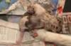birthoflizzsambucaspups2903109_small.jpg