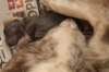 birthoflizzsambucaspups290310_small.jpg