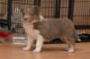c01honey42daysold_small.jpg
