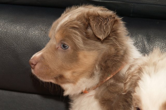 c02honey42daysold.jpg