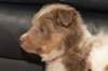 c02honey42daysold_small.jpg