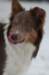 c03honey9monthsold_small.jpg