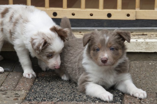 c04honey42daysold.jpg
