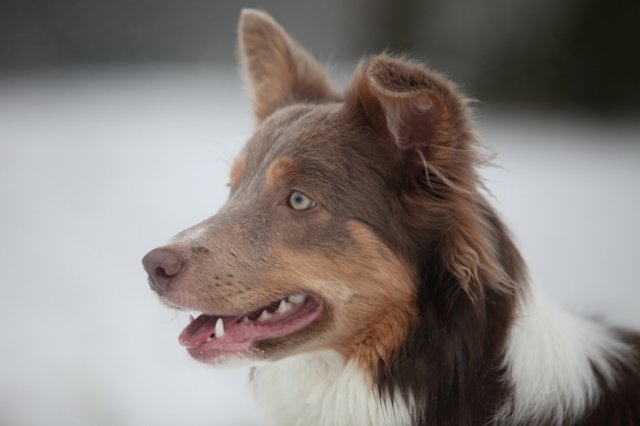 c04honey9monthsold.jpg