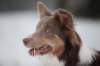 c04honey9monthsold_small.jpg