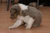 c05honey33daysold_small.jpg