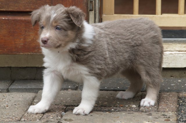 c05honey42daysold.jpg
