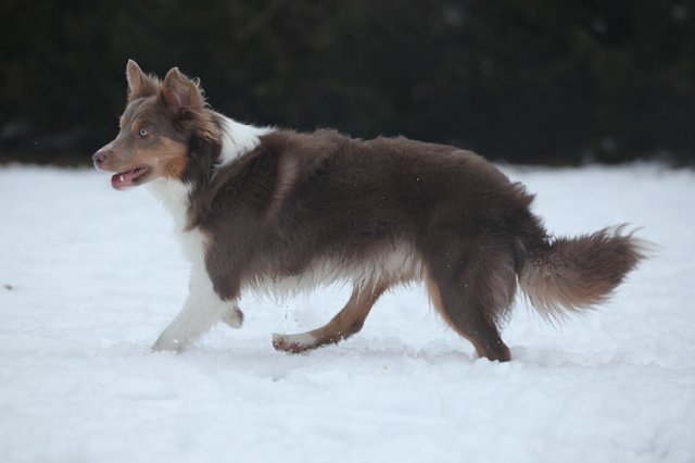 c05honey9monthsold.jpg